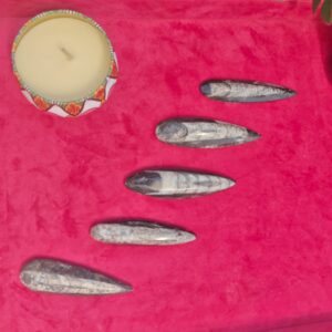 Orthoceras Fossil Stone
